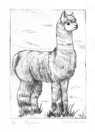 A drypoint print of an alpaca.